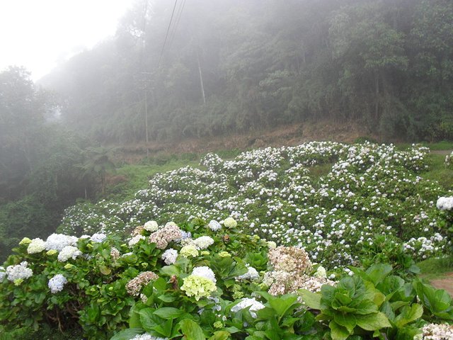 Colonia_Tovar_Flores.JPG