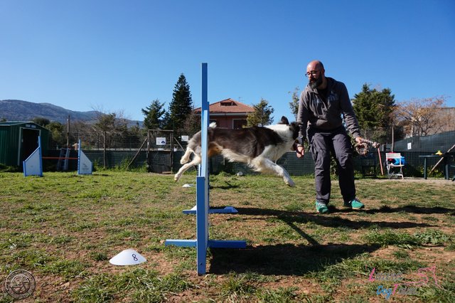 DogAgility_-76-Copia.jpg