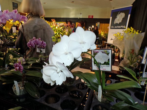 Orchid Show - white1 crop February 2020.jpg