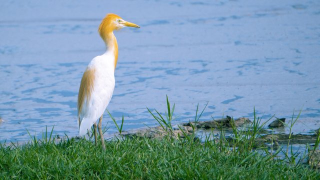 Cattle egret bird standing in grass near the water lake with light brown hairy head.jpg