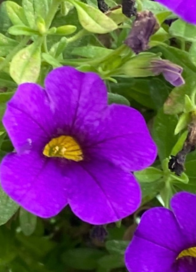 IMG_4550.jpeg
