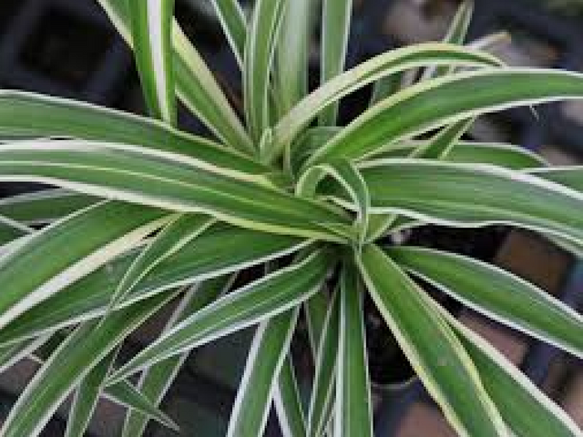 Chlorophytum.png