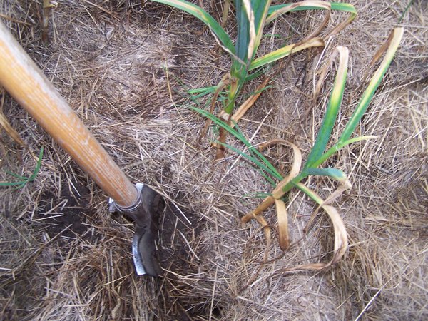 Digging garlic - digging crop July 2019.jpg