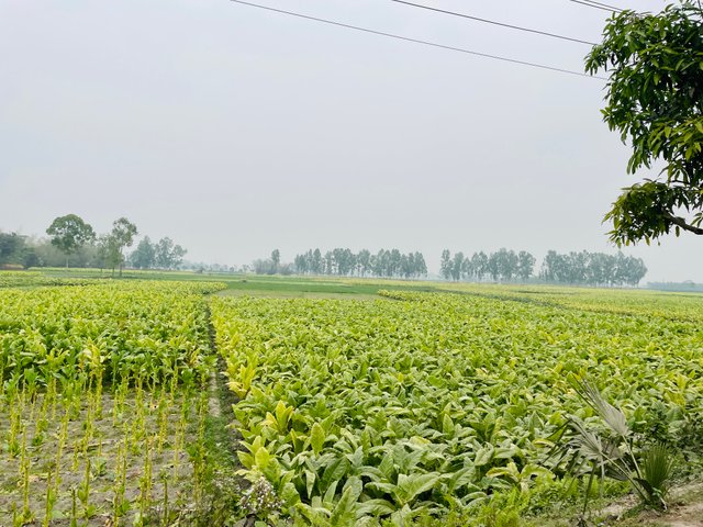 IMG_9245.jpeg