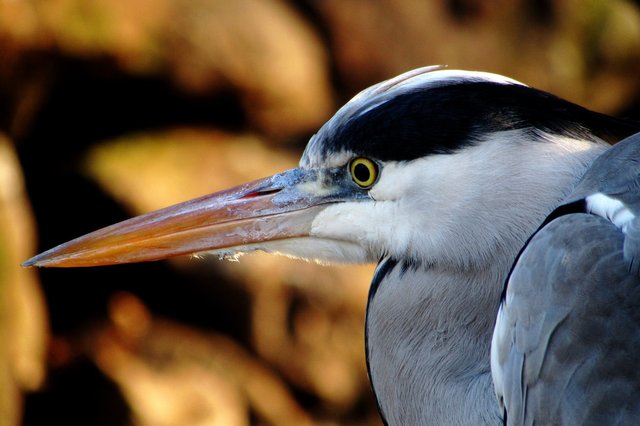 heron-622120_1920.jpg