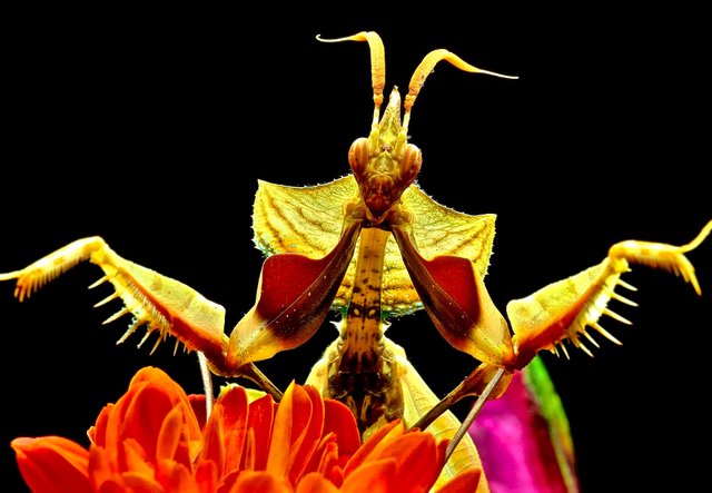 flowers-praying-mantis-macro (1).jpg