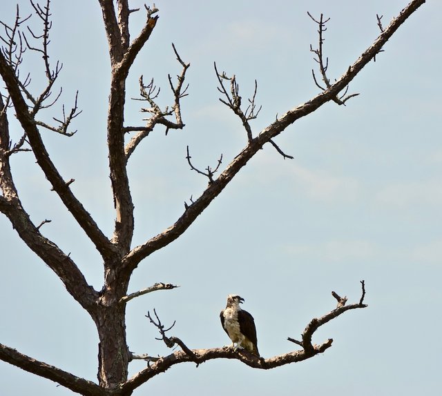 osprey-4917488_1920.jpg