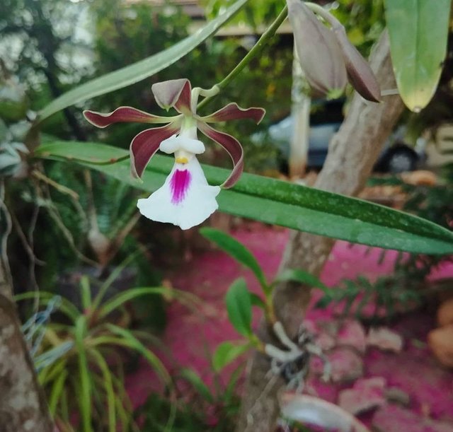 Orquídea Encyclia cordigera.jpg