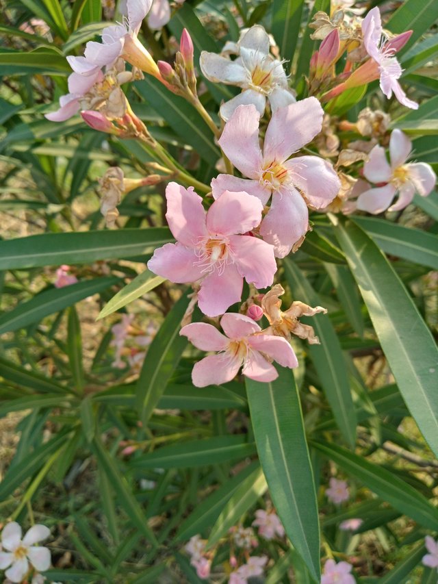 20220410_075556_HDR.jpg