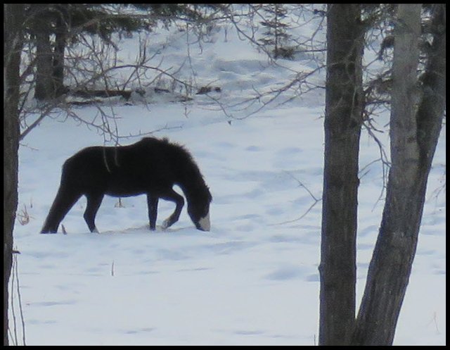 Jeremys black horse digging in snow for food.JPG