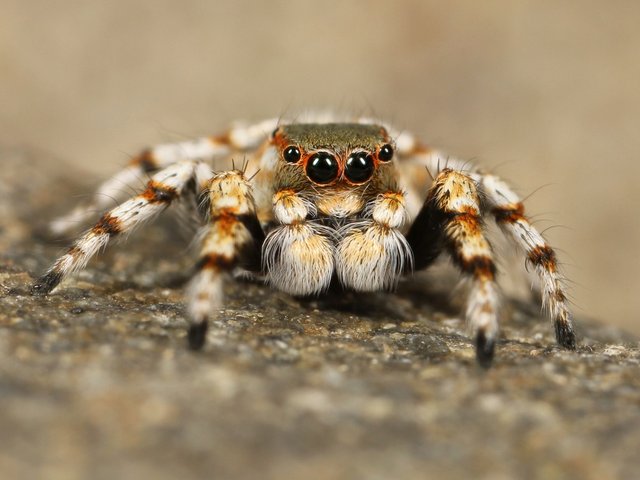 spider-111075_1920.jpg