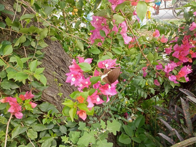 IMG20250424082537.jpg
