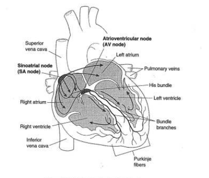 cardiac condution system.png