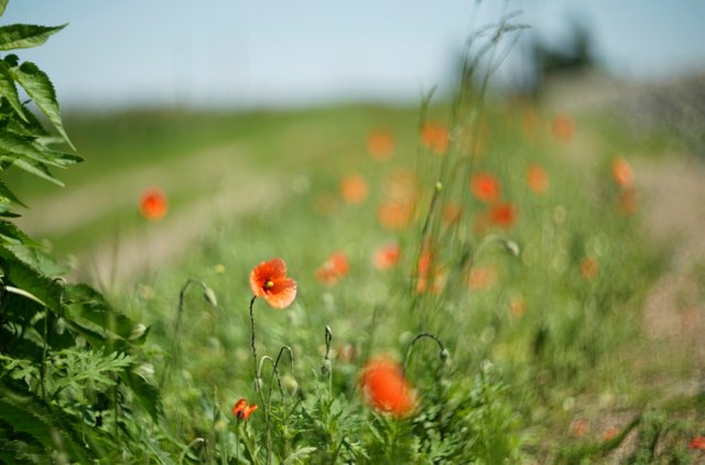 poppies field bokeh.jpg