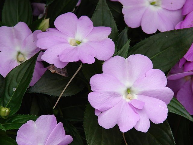 640px-Starr_070906-8886_Impatiens_hawkeri.jpg