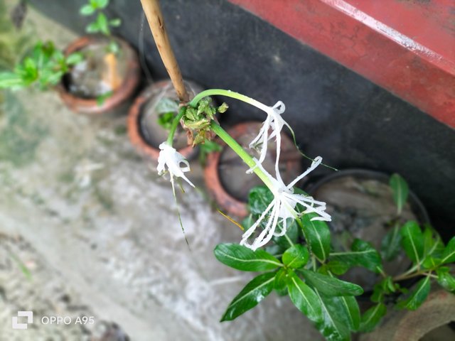 IMG20250531093634.jpg
