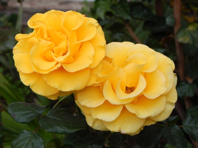 nature-plant-flower-petal-rose-macro-yellow-flowers-roses-floribunda-flowering-plant-garden-roses-rose-family-china-rose-annual-plant-rosa-centifolia-rose-order-rosa-wichuraiana-1374128.jpg