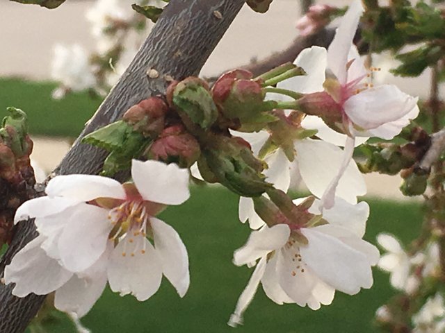Cherry Leaves and Blossoms Buds Follow up 2 May 5 2018.JPG