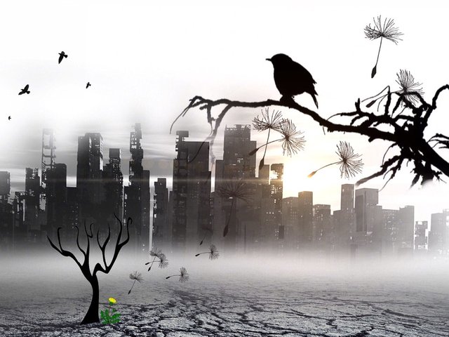bird-474253_960_720.jpg