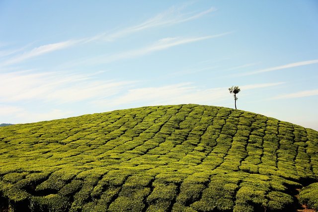 tea-plantation-1850217_1280.jpg