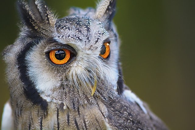 owl-1705112_960_720.jpg
