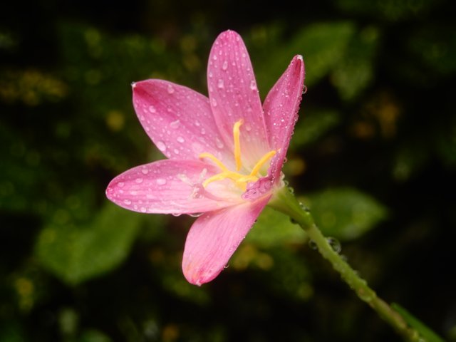 Lily Flower 1.JPG