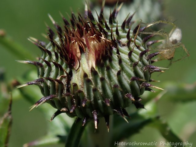 cactus_flower_with_spider.jpg