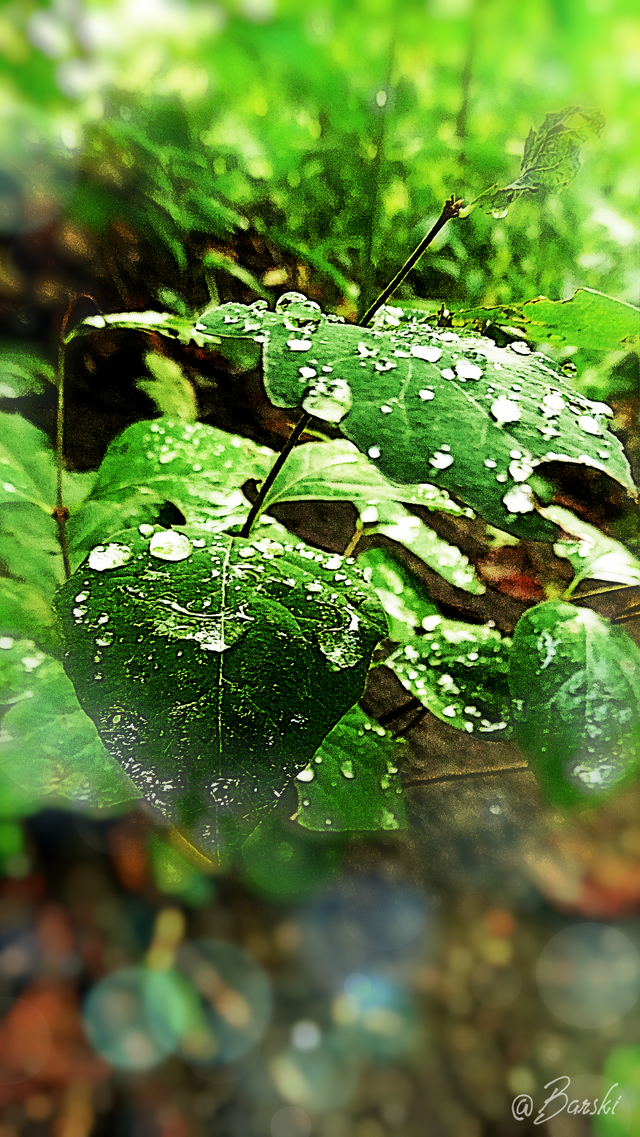 DSC00074.png