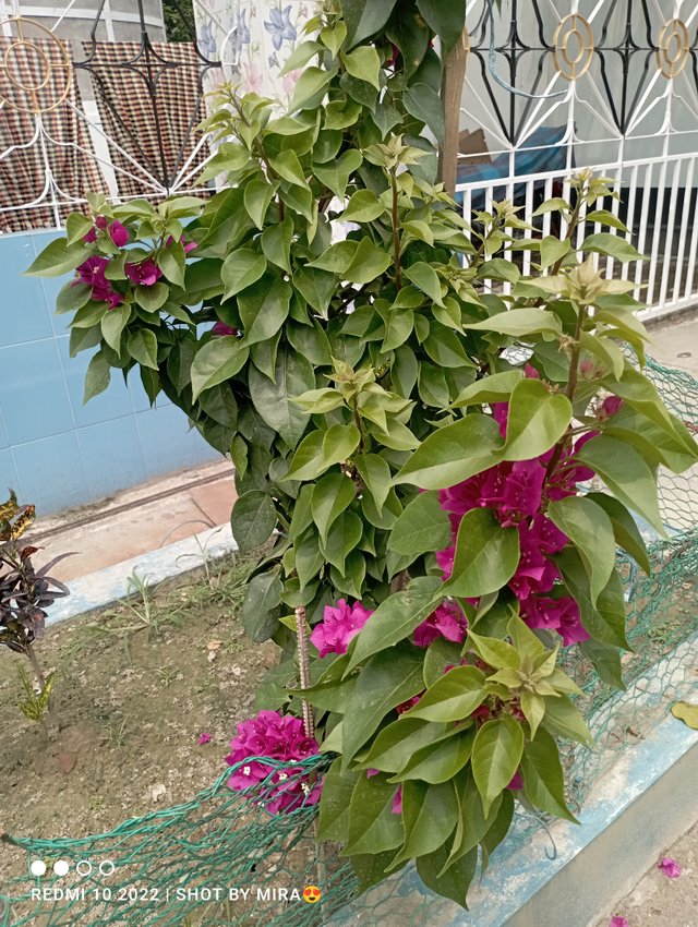 IMG_20250421_125659.jpg