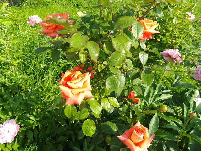 IMG_20250608_173807.jpg
