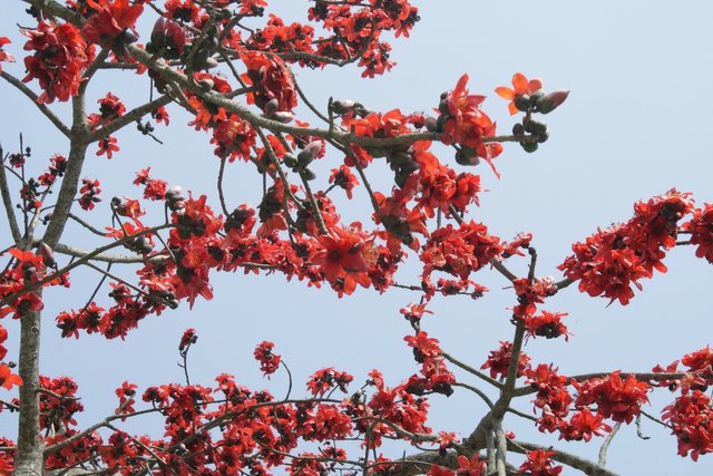 bombax-ceiba-55178_1920.jpg