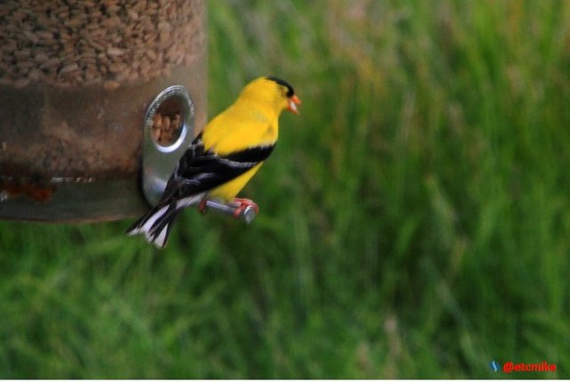 birding american goldfinch GF0003.JPG