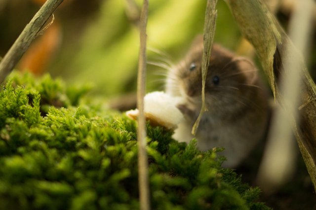 animal-fauna-hamster-9218.jpg