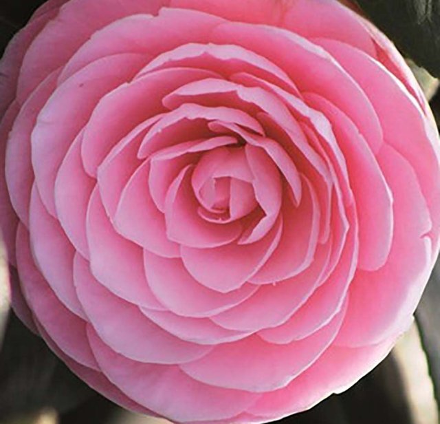 Camelia Japonica flower pink 001.jpg