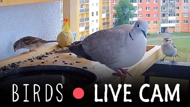 Bitcoin donations to feed birds on a Youtube Live cam.jpg