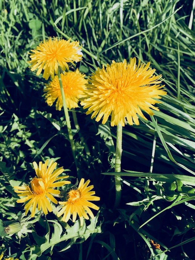 Dandelion Flower 257KB 640x853.jpg