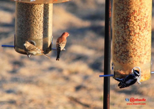 House Finch Downy Woodpecker IMG_0067.JPG