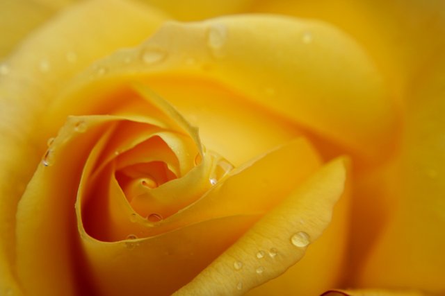 yellow-rose-4251915_1280.jpg