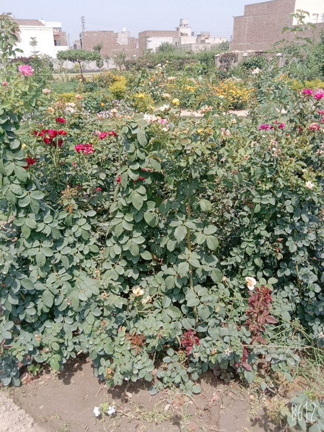 B612_20210528_102211_293.jpg