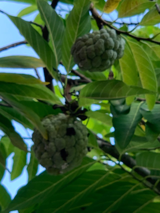 garden132.jpg