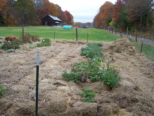 Big garden - mulch pile crop October 2019.jpg