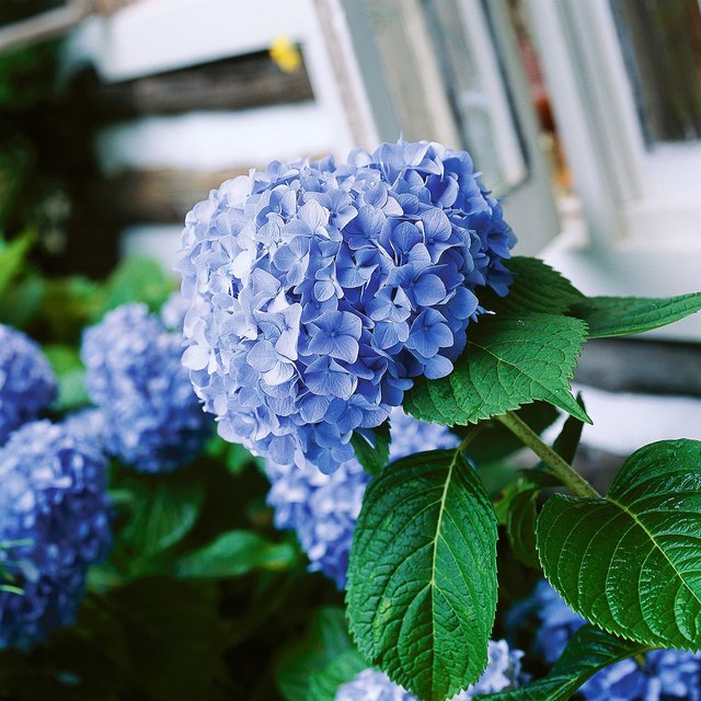 blue-mophead-hydrangea-abb0fb33-9a3f98454d974e60b0b270b819a85306.jpg