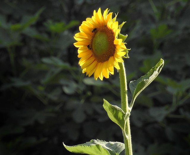 yellow_sunflowers7.jpg