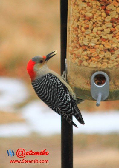 Red-Bellied Woodpecker PFW08.jpg