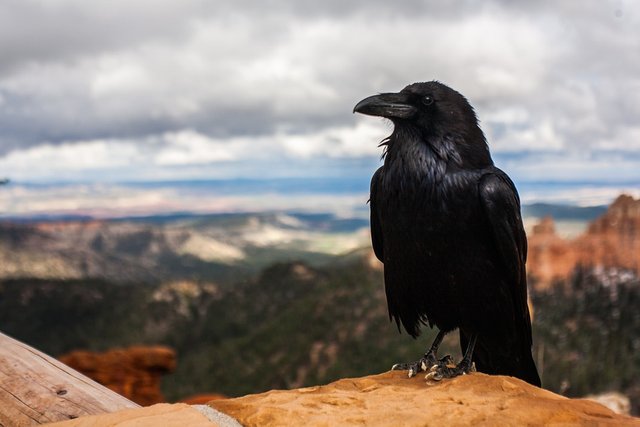 crow-828944_960_720.jpg