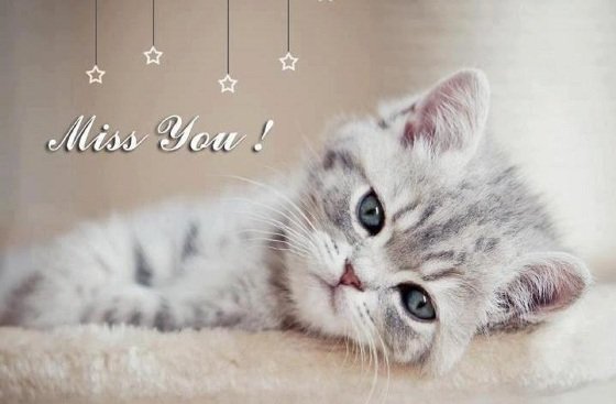 Miss-You-Sad-Kitten-Picture.jpg