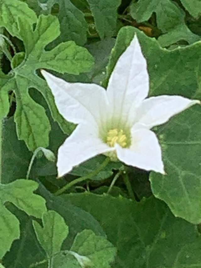 white flower2.jpg