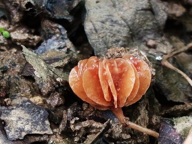 mashroom (5).jpg