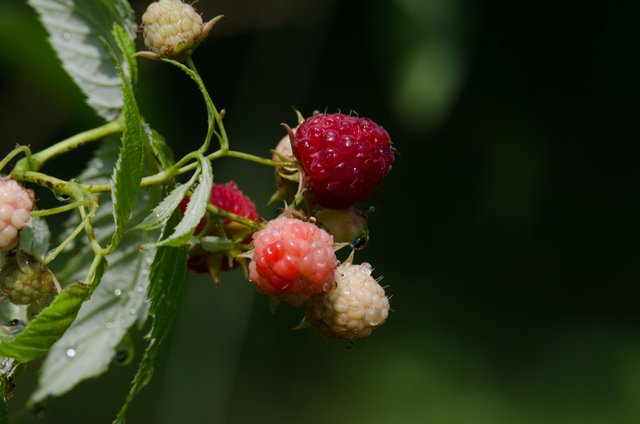 raspberries.jpg