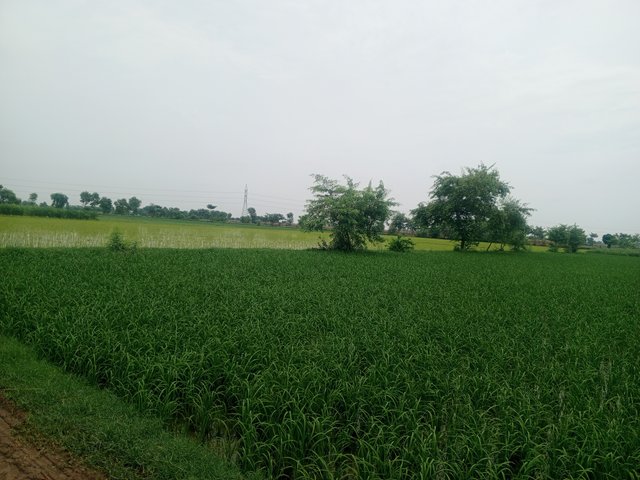 IMG_20250709_104811_728.jpg